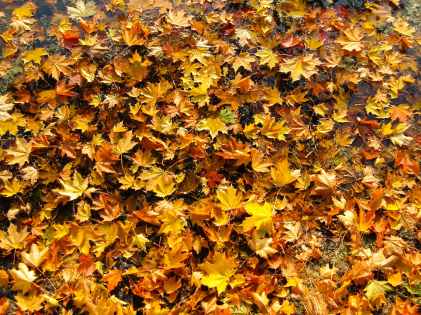 abstract autumn autumn colours bright
